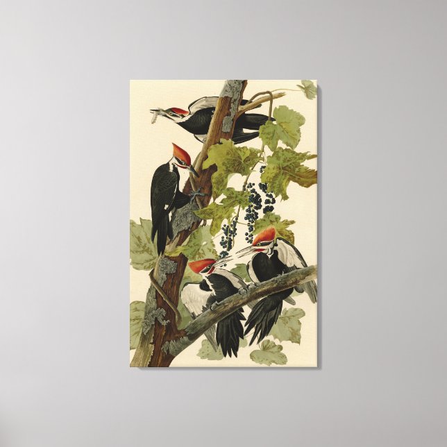 Pileated Woodpecker from Audubon Birds of America Canvas Print (Front)