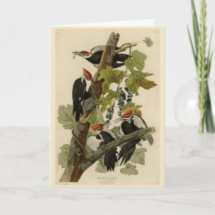 Pileated Woodpecker from Audubon Birds of America Card