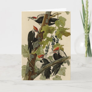 Pileated Woodpecker from Audubon Birds of America Card
