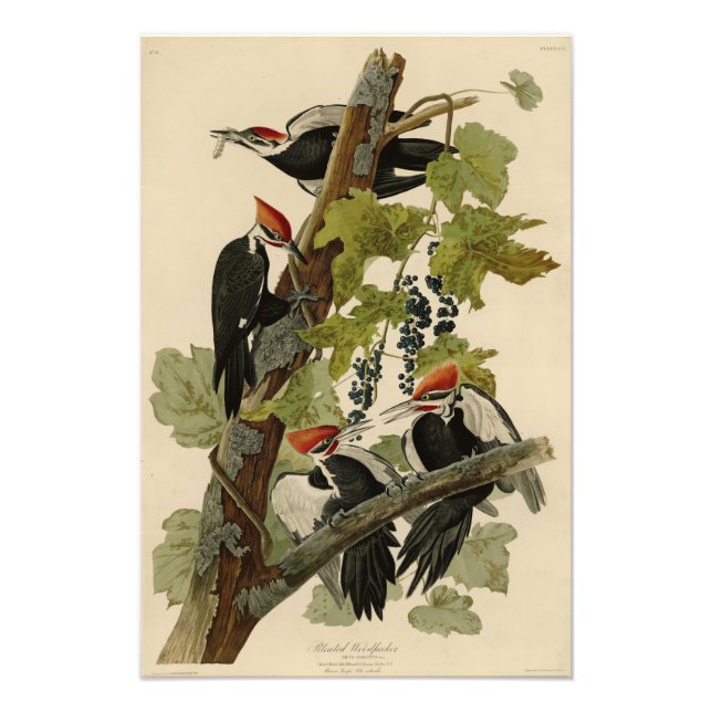 Pileated Woodpecker from Audubon Birds of America Photo Print (Front)