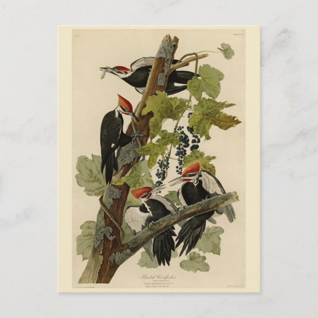 Pileated Woodpecker from Audubon Birds of America Postcard (Front)