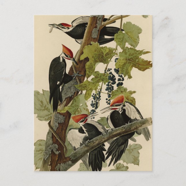 Pileated Woodpecker from Audubon Birds of America Postcard (Front)