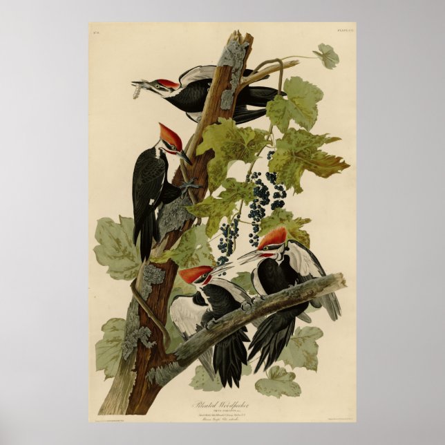 Pileated Woodpecker from Audubon Birds of America Poster (Front)
