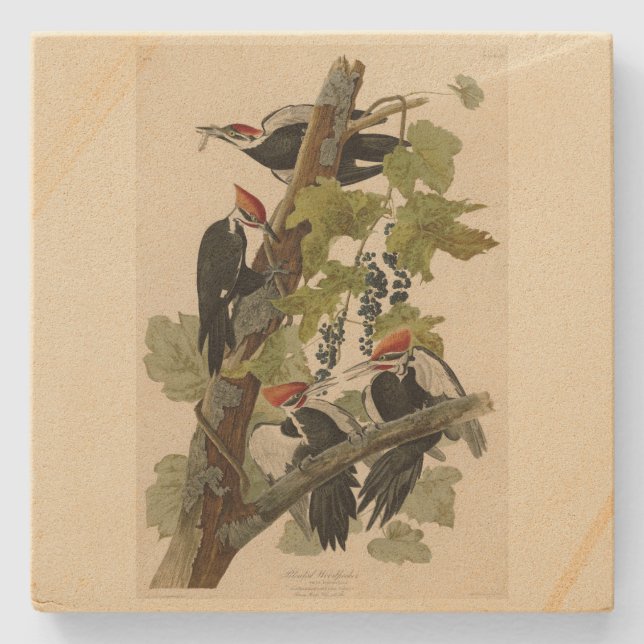 Pileated Woodpecker from Audubon Birds of America Stone Coaster (Front)