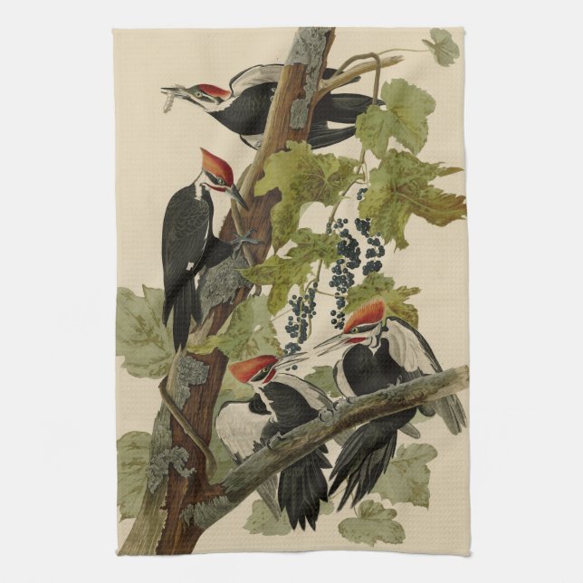 Pileated Woodpecker from Audubon Birds of America Tea Towel (Vertical)