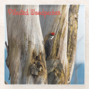 Pileated Woodpecker Glass Coaster