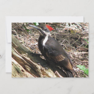 Pileated Woodpecker Invitation