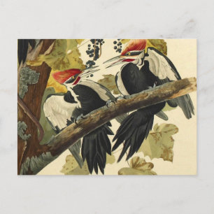 Pileated Woodpecker, John James Audubon Fine Art Postcard