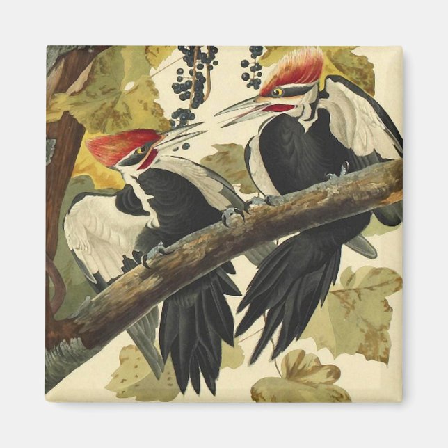 Pileated Woodpecker, John James Audubon Magnet (Front)
