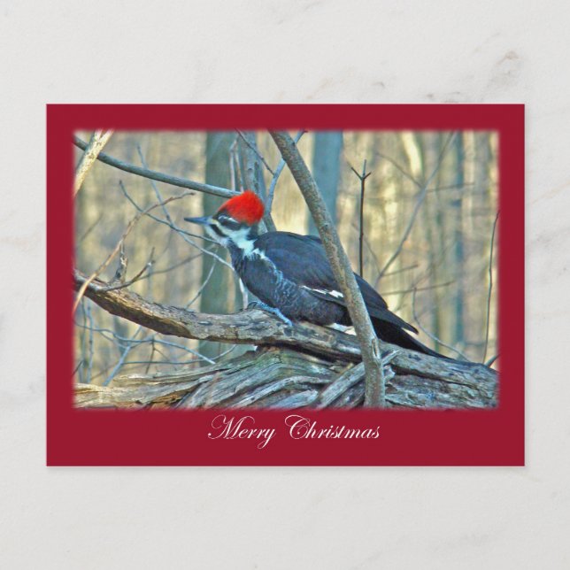 Pileated Woodpecker Merry Christmas Items Holiday Postcard (Front)