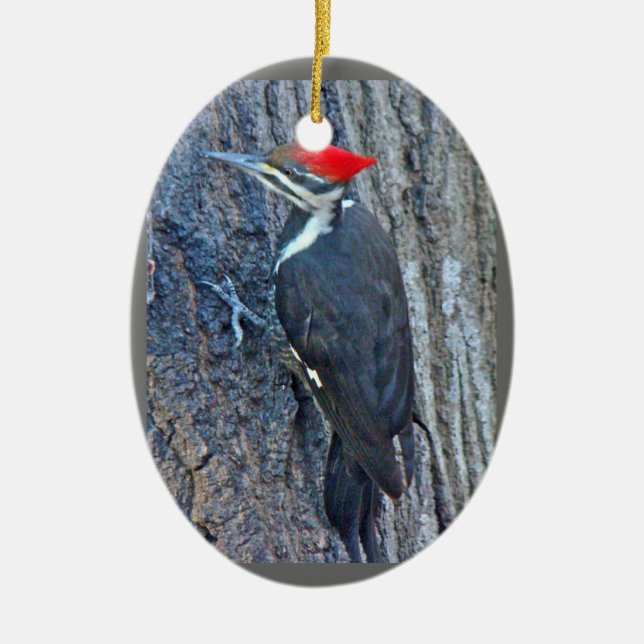 Pileated Woodpecker Merry Christmas Ornament (Front)