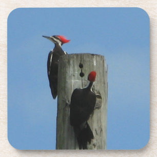 Pileated Woodpecker on a Pole  Coaster