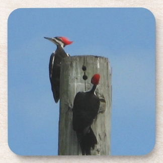 Pileated Woodpecker on a Pole  Coaster