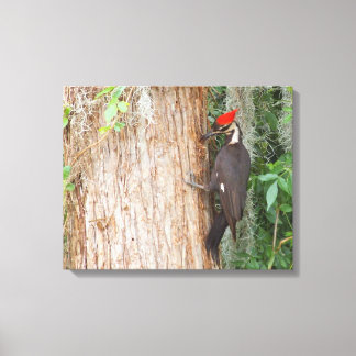Pileated Woodpecker on Canvas