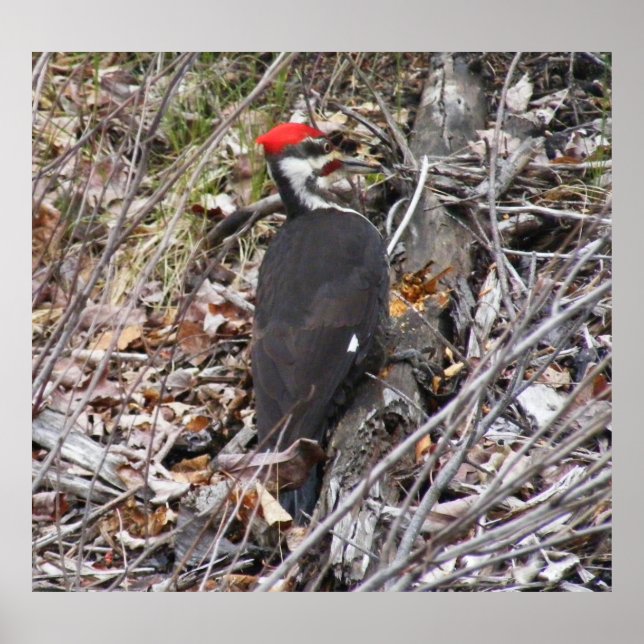 Pileated Woodpecker Pecking Poster (Front)