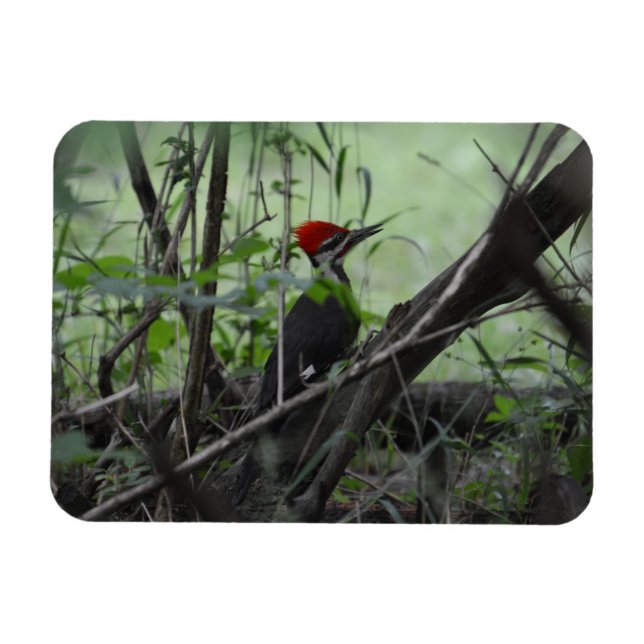 Pileated Woodpecker photo magnet (Horizontal)