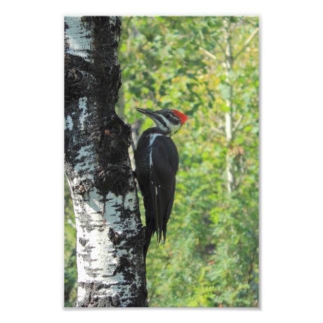 Pileated Woodpecker Photo Print (Front)