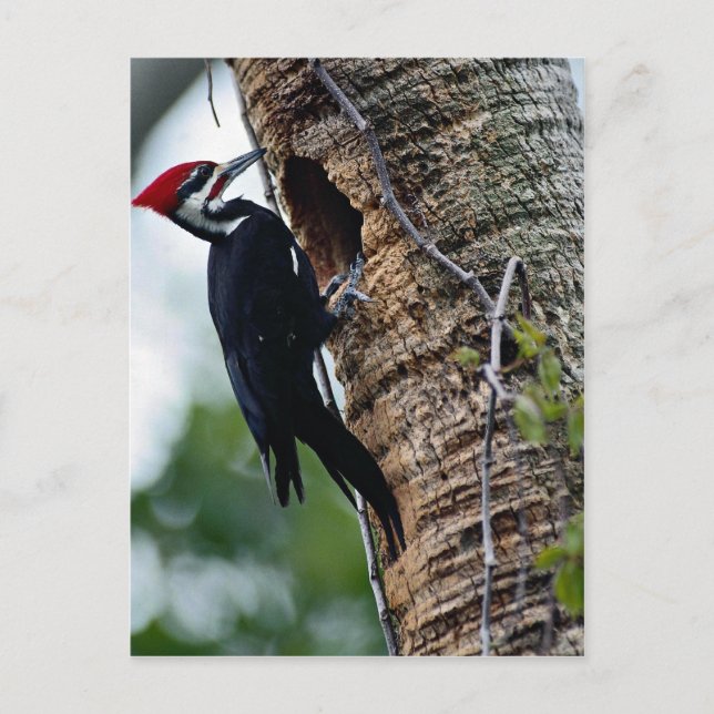 Pileated woodpecker postcard (Front)