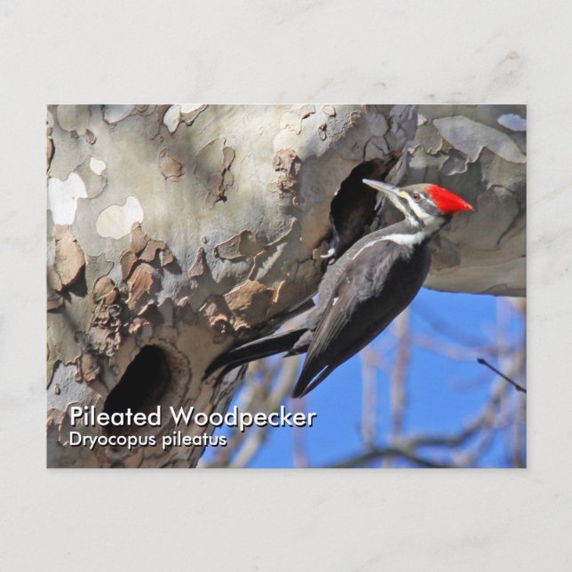 Pileated Woodpecker Postcard (Front)