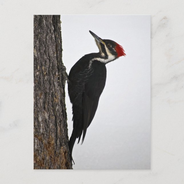 pileated woodpecker postcard (Front)