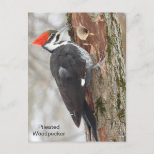 Pileated Woodpecker Postcard
