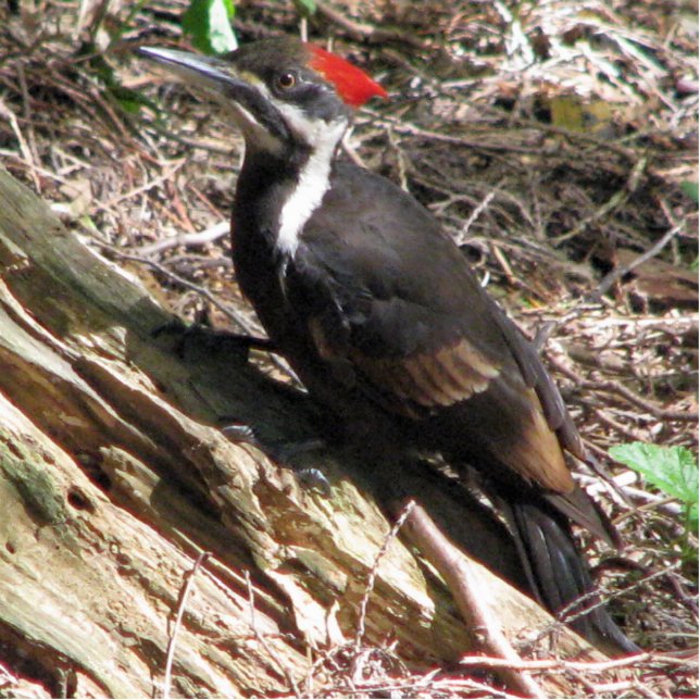 Pileated Woodpecker Standing Photo Sculpture (Front)