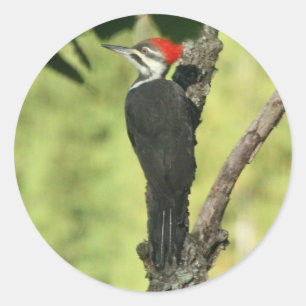 Pileated Woodpecker Stickers