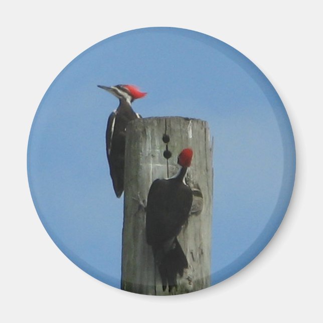 Pileated Woodpeckers Magnet (Front)
