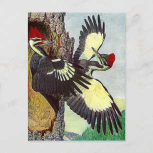 PILEATED WOODPECKERS TREE NEST CAVITY POSTCARD