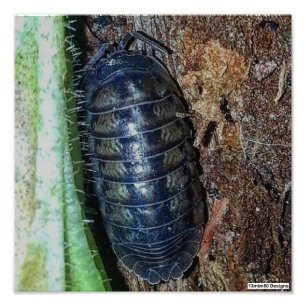 Pill Bug (photo) - Photo Print