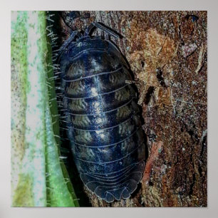 Pill Bug (photo) - Poster