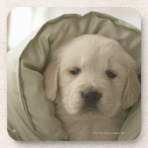 Pillow around dog coaster