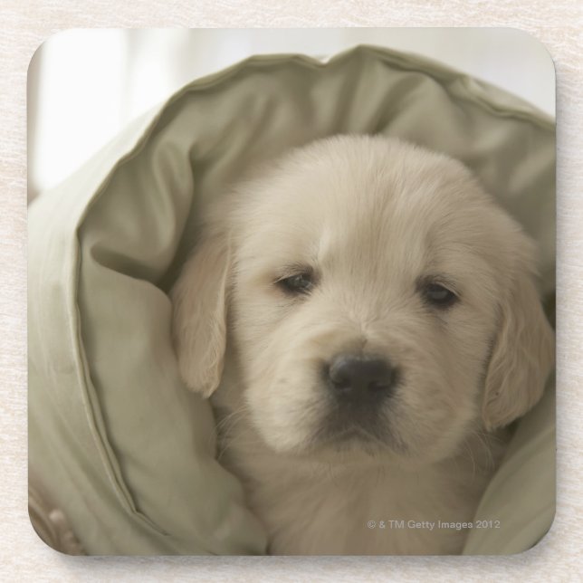 Pillow around dog coaster (Front)