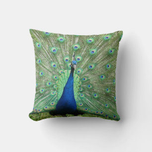 Pillow - Peacock on Display