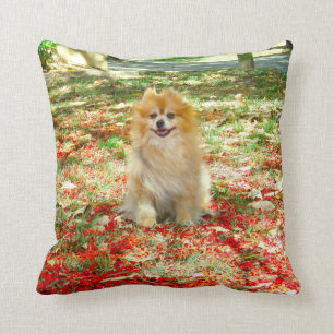 Pillow   Smiling Pomeranian Red Flowers