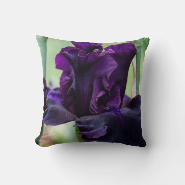 Pillow with Iris that you must touch. (Front)