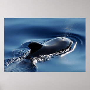Pilot whale poster