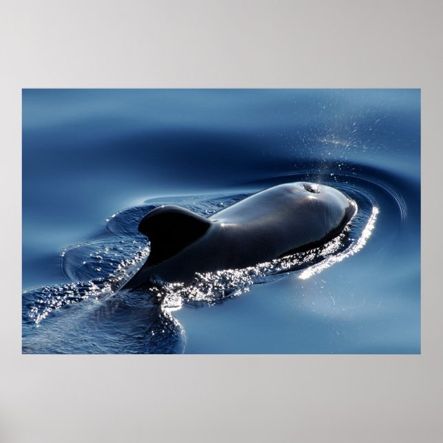 Pilot whale poster (Front)
