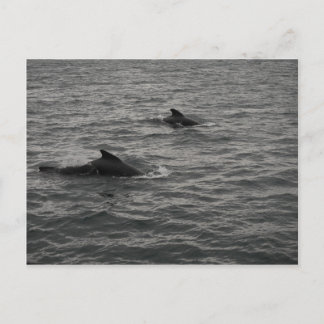 Pilot Whales Postcard