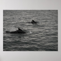Pilot Whales Poster