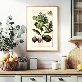 PIMENTO - VINTAGE BOTANICAL ILLUSTRATION POSTER
