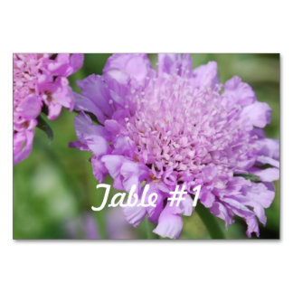 Pincushion Flowers Table Number