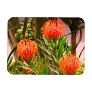 Pincushion Tango #1 Magnet