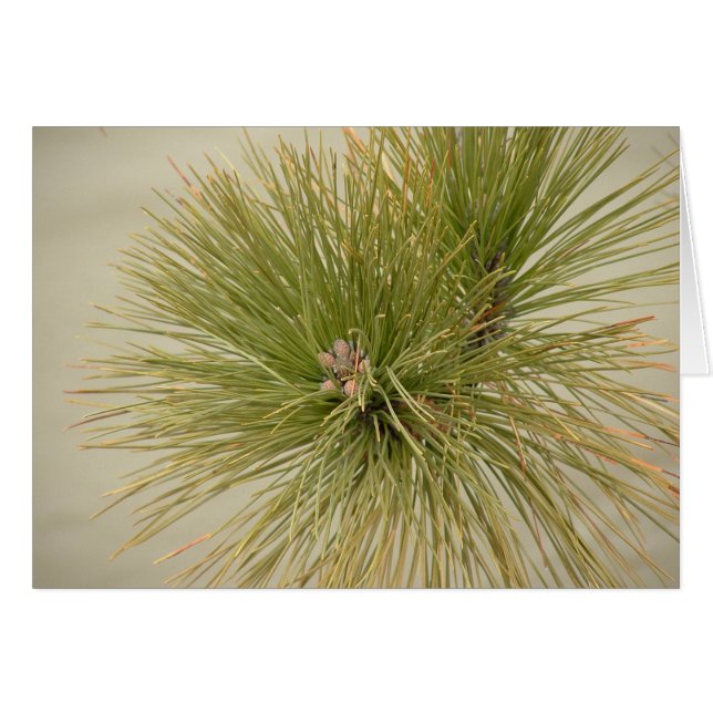 Pine (Front Horizontal)