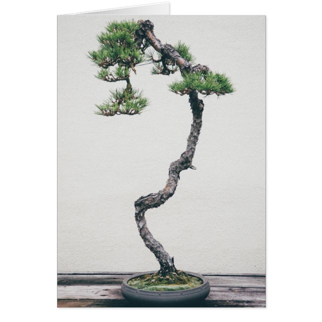 Pine Bonsai (Front)