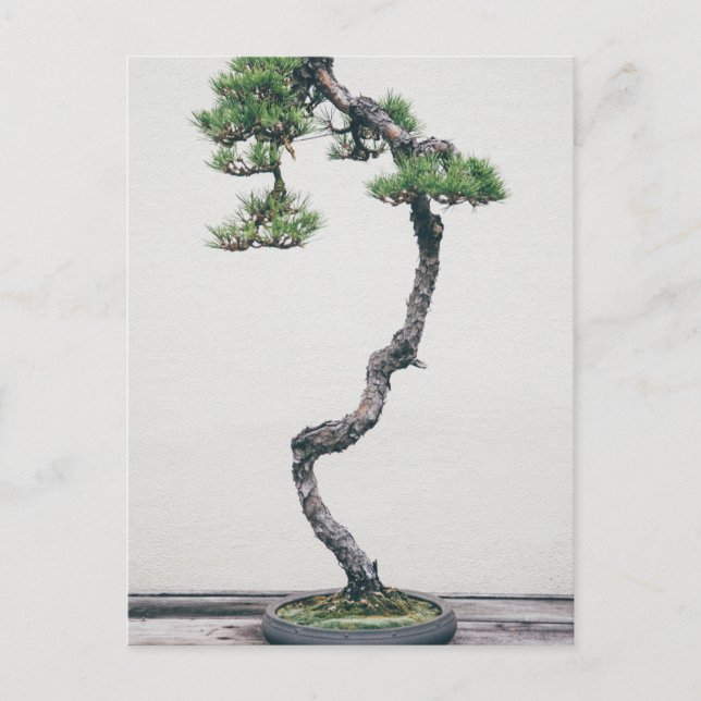 Pine Bonsai Postcard (Front)