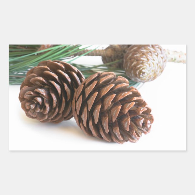Pine branch and cones rectangular sticker (Front)