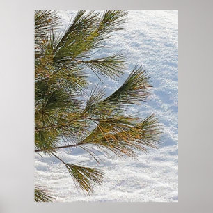 Pine Branches And Snow In Ottawa. Buy Now Poster