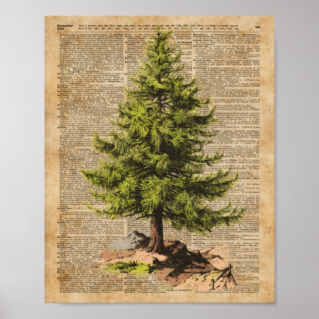 Pine,Cedar Tree,Christmas Tree Dictionary Art, Poster (Front)