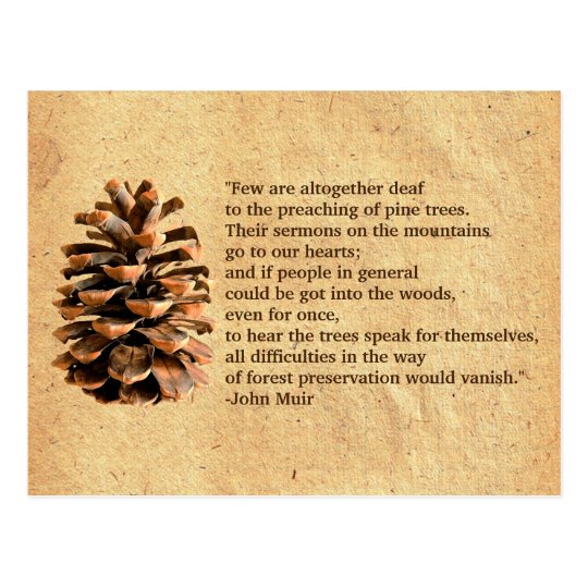 Pine Cone And John Muir Quote Postcard